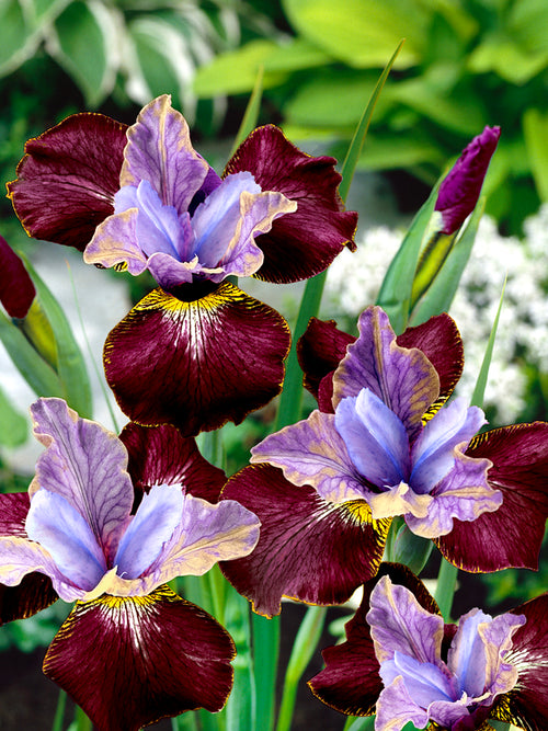 Siberian Iris 'Black Joker'