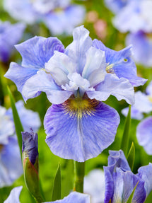 Siberian Iris Mission Bay