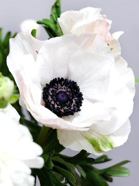 Buy Mistral Bianco Centro Nero Bulbs - Italian Anemone