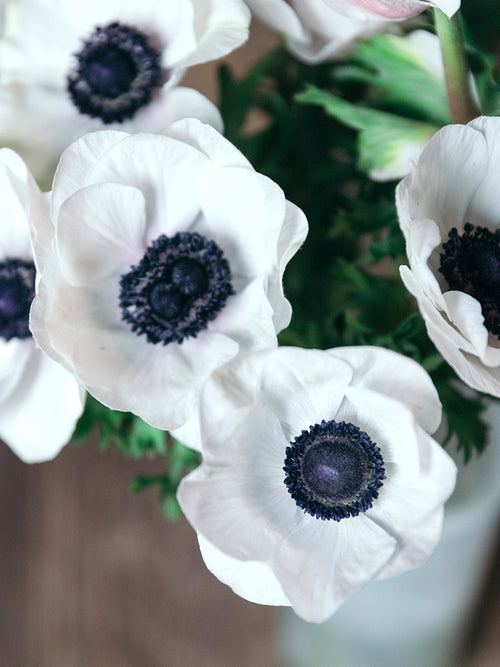 Italian Anemone Mistral Bianco Centro Nero