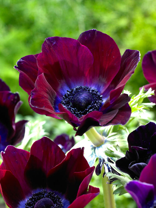 Italian Anemone Mistral Bordeaux