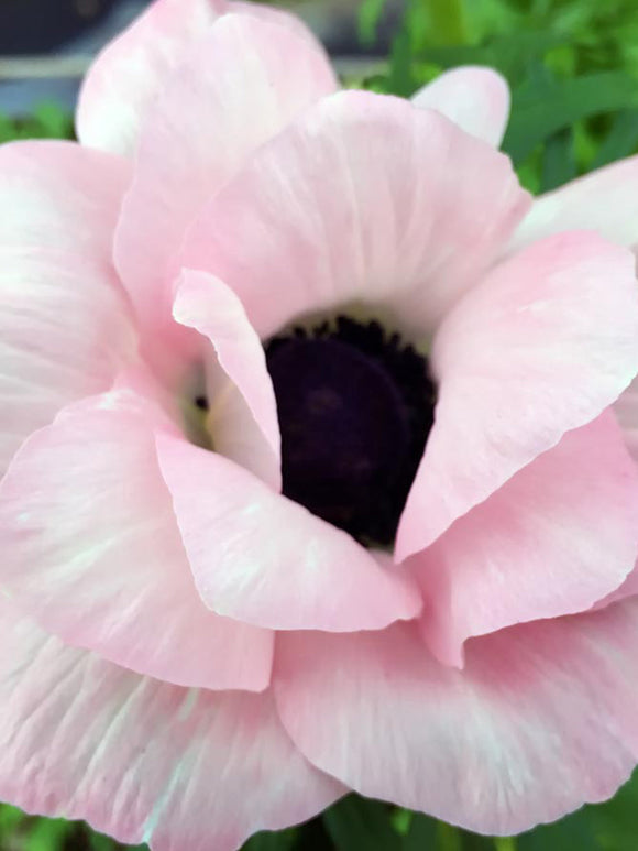 Buy Mistral Rosa Chiaro Italian Anemone Bulbs