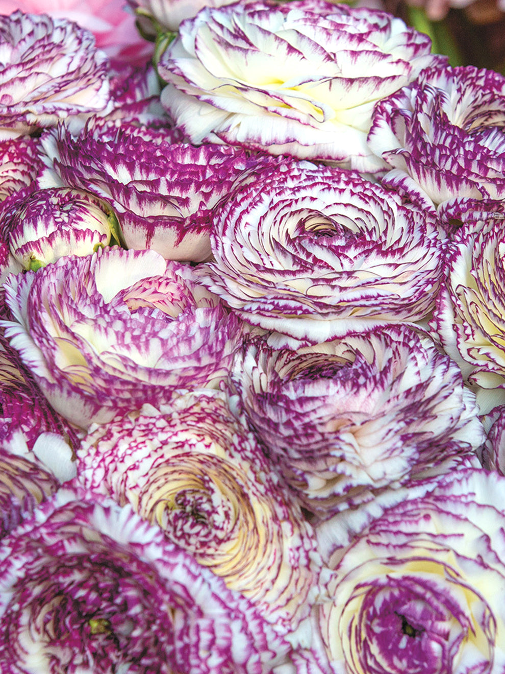 Italian Ranunculus Elegance Bianco Striato | DutchGrown™