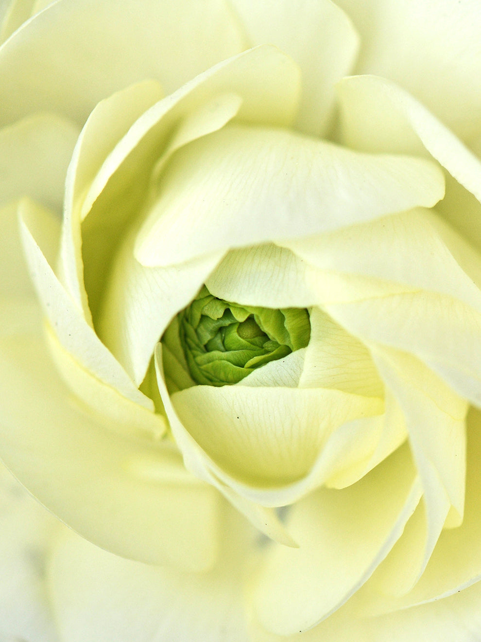 Elegance Crema - Italian Ranunculus | DutchGrown™