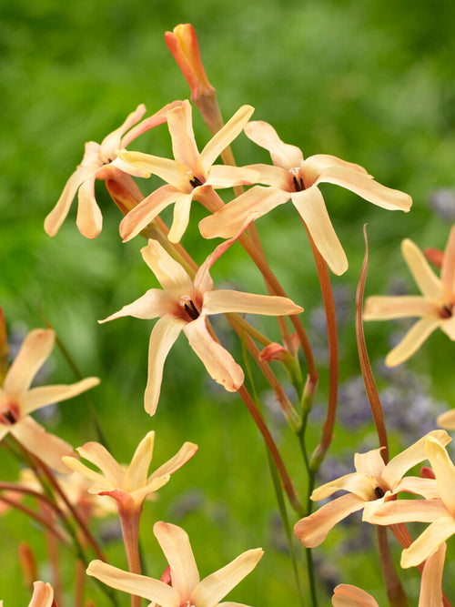 Ixia paniculata Eos