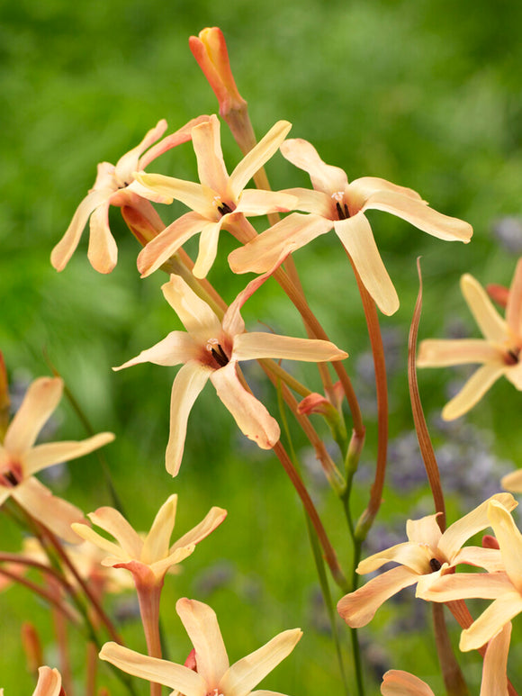 Ixia paniculata Eos