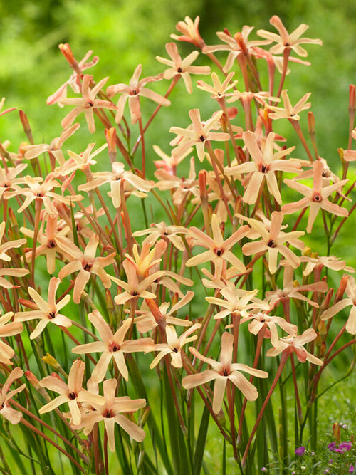 Ixia paniculata Eos