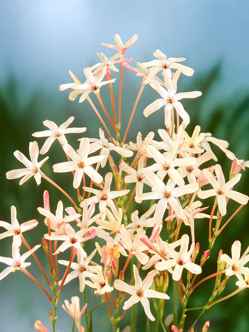 Ixia paniculata Eos