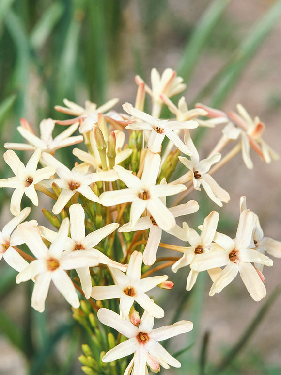 Ixia paniculata Eos