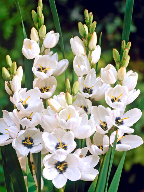 Ixia Giant | Buy Online at DutchGrown™ | Top Quality Flower Bulbs