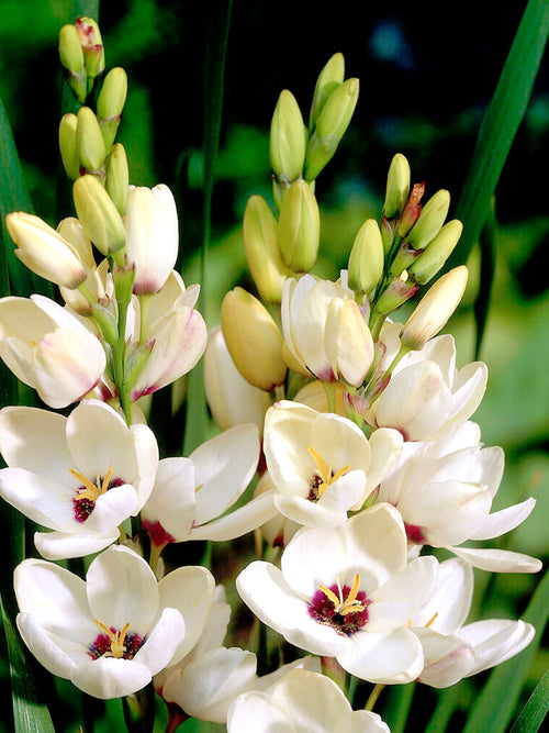 Ixia Hogarth