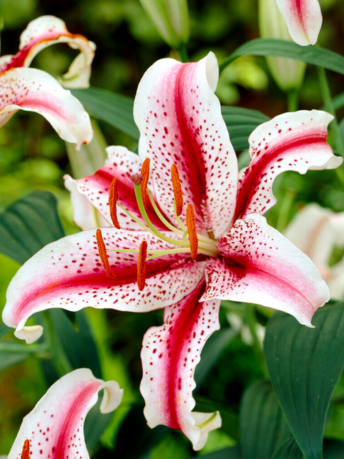 Lily Dizzy