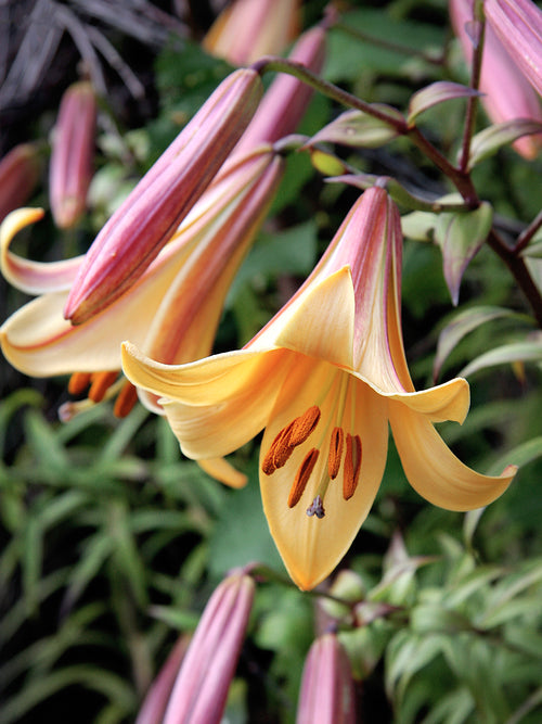 Trumpet Lily 'African Queen'