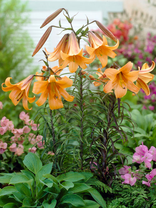 Trumpet Lily 'African Queen'