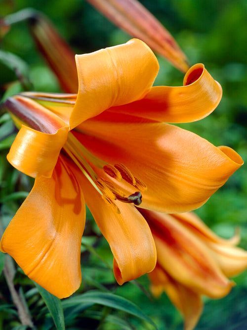 Trumpet Lily 'African Queen'