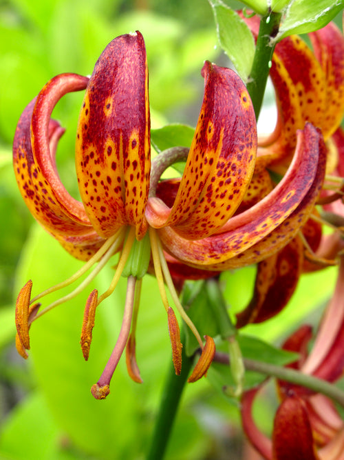 Martagon Lily 'Arabian Knight'