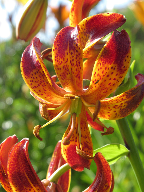 Martagon Lily 'Arabian Knight'