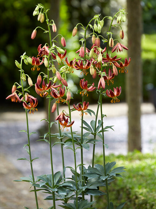 Martagon Lily 'Arabian Knight'