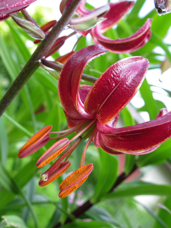 Martagon Lily 'Claude Shride'