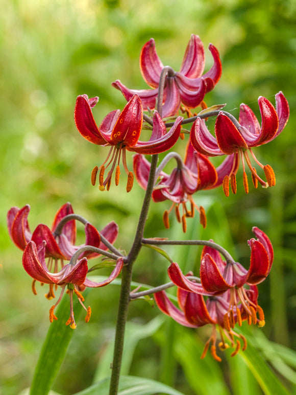 Martagon Lily 'Claude Shride'