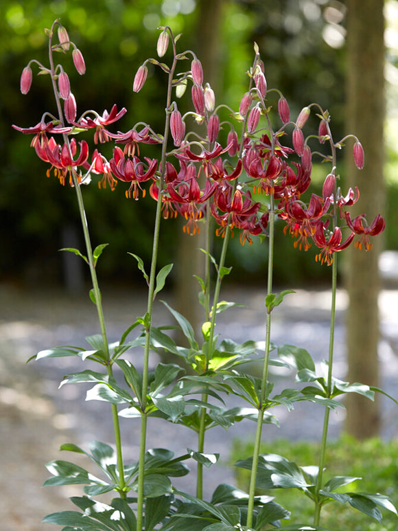 Martagon Lily 'Claude Shride'