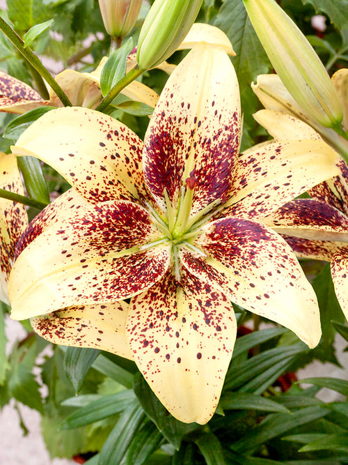 Pollen Free Asiatic Lily 'Easy Spot'