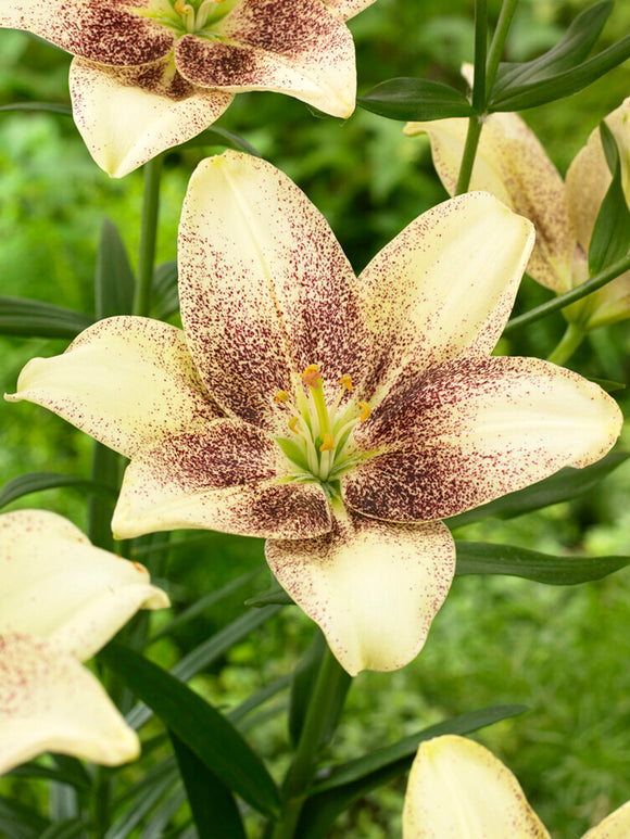 Pollen Free Asiatic Lily 'Easy Spot'