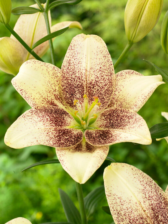 Pollen Free Asiatic Lily 'Easy Spot'