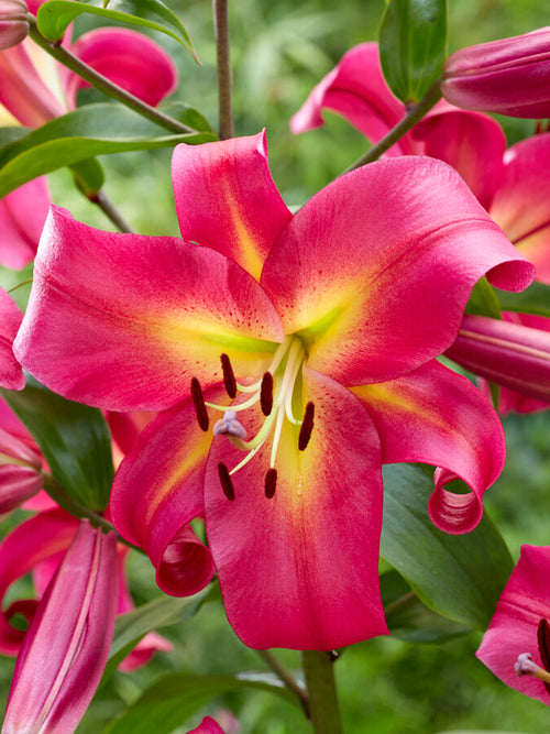 OT Lily 'Empoli', also known as a tree lily