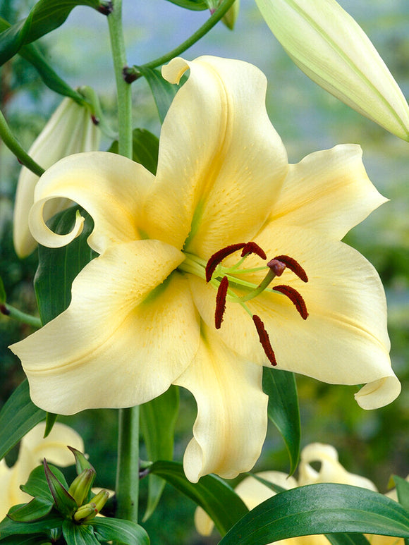 The OT Lily 'Honeymoon', also known as a tree lily