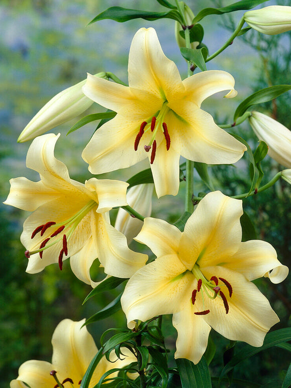 The OT Lily 'Honeymoon', also known as a tree lily