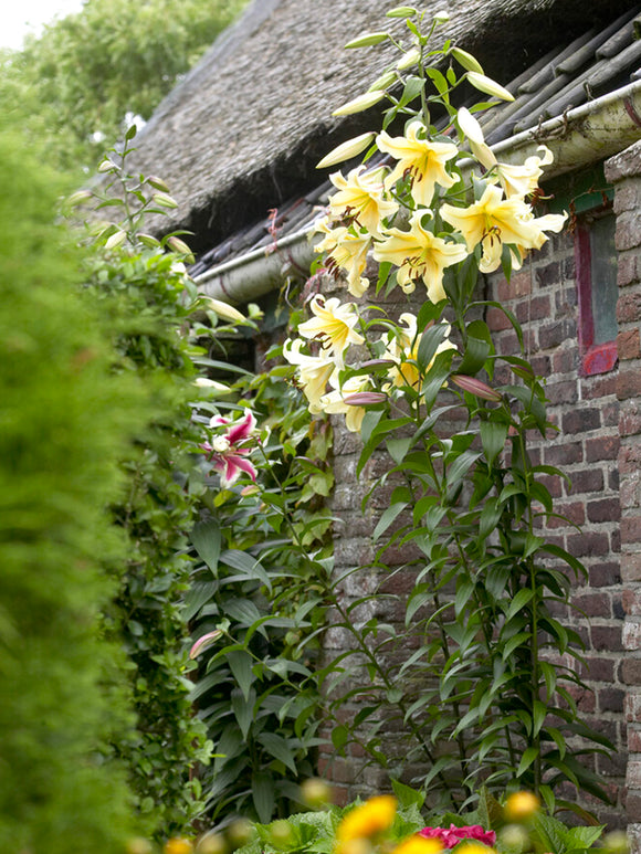 The OT Lily 'Honeymoon', also known as a tree lily