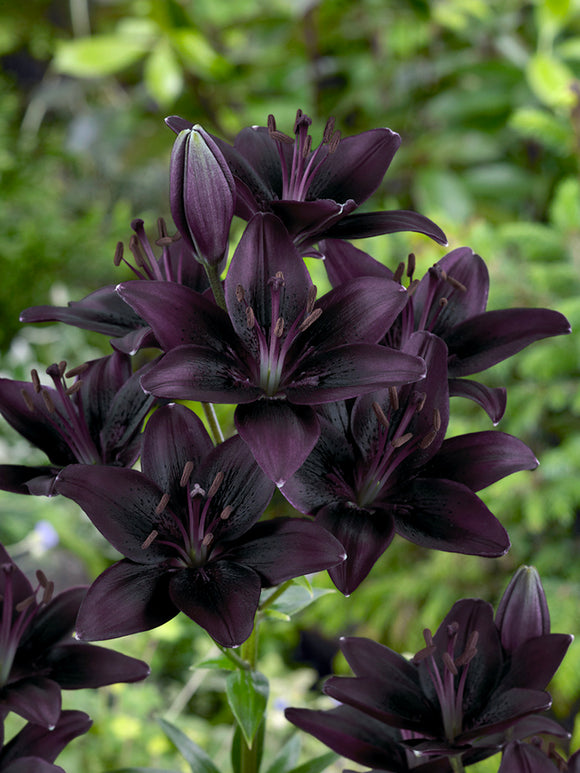 Asiatic Lily 'Landini'