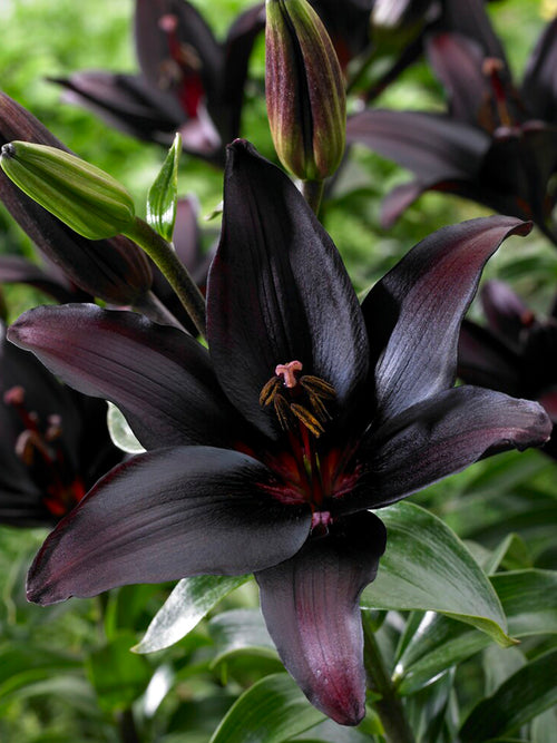 The Black Lily Landini