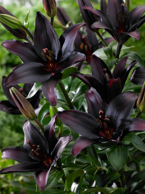 The Famous Black Lily Asiatic Landini