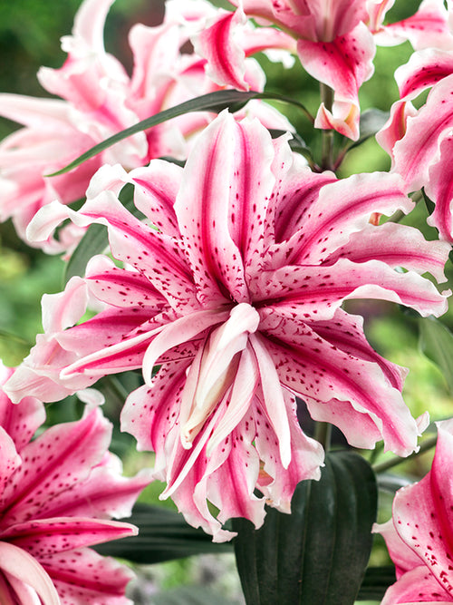 Oriental Lily 'Magic Star'