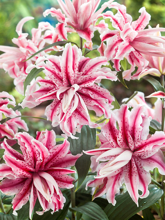 Oriental Lily 'Magic Star'