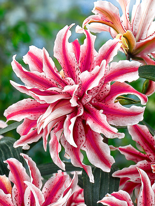 Oriental Lily 'Magic Star'