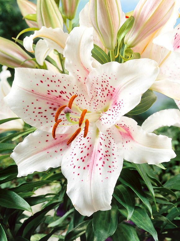 Oriental Lily 'Muscadet'