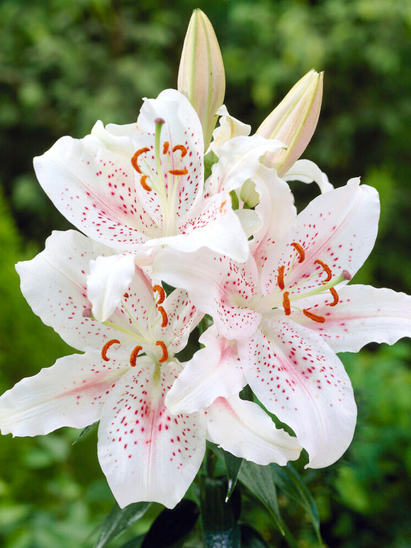 Oriental Lily 'Muscadet'