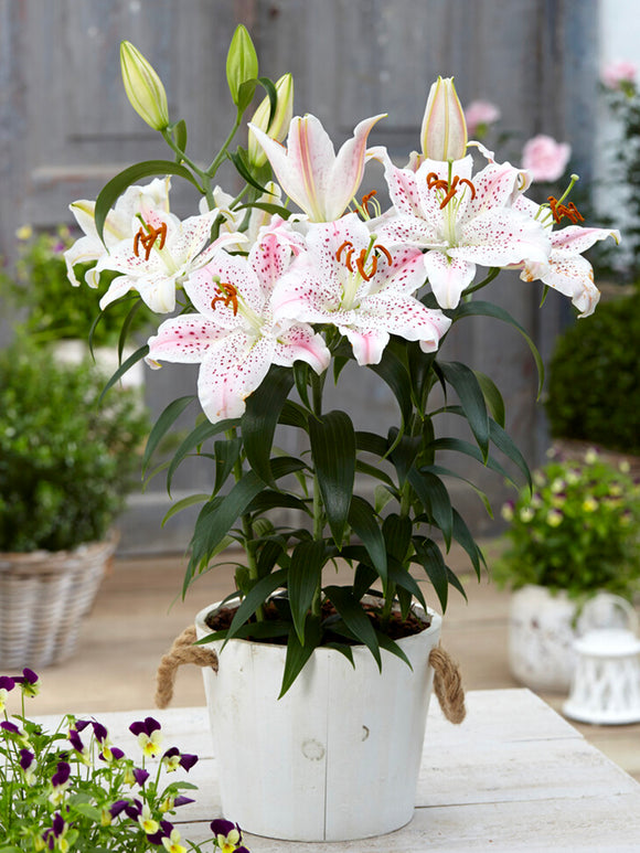 Oriental Lily 'Muscadet'