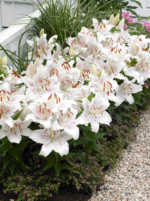 Oriental Lily 'Muscadet'