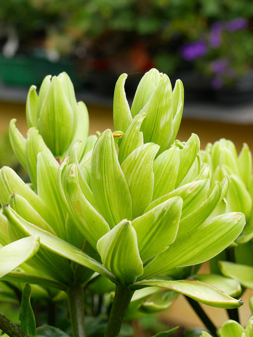 Lily 'Mystery Dream' is an exotic, double-flowered beauty