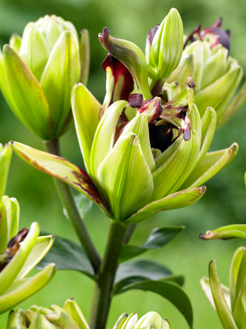 Lily 'Mystery Dream' is an exotic, double-flowered beauty