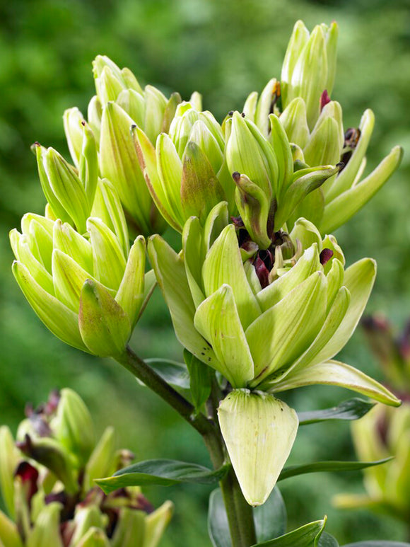 Lily 'Mystery Dream' is an exotic, double-flowered beauty