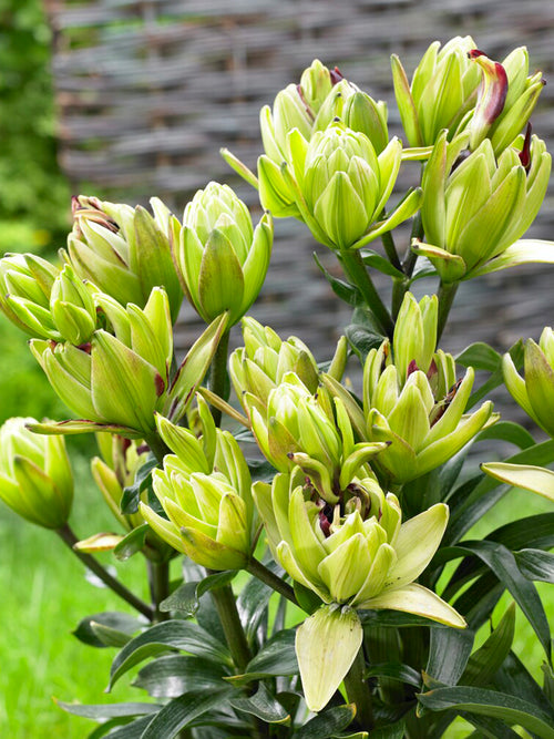 Lily 'Mystery Dream' is an exotic, double-flowered beauty