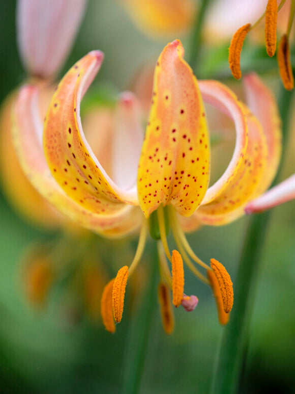 Martagon Lily 'Peppard Gold'