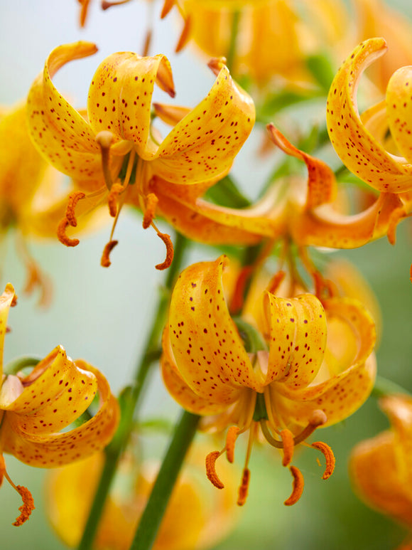 Martagon Lily 'Peppard Gold'