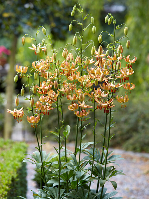 Martagon Lily 'Peppard Gold'