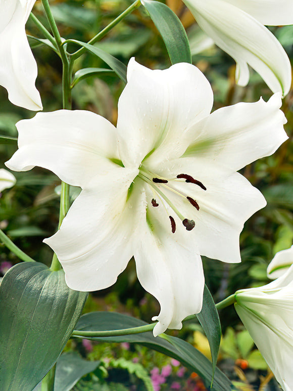 OT Lily 'Pretty Woman', also known as a tree lily